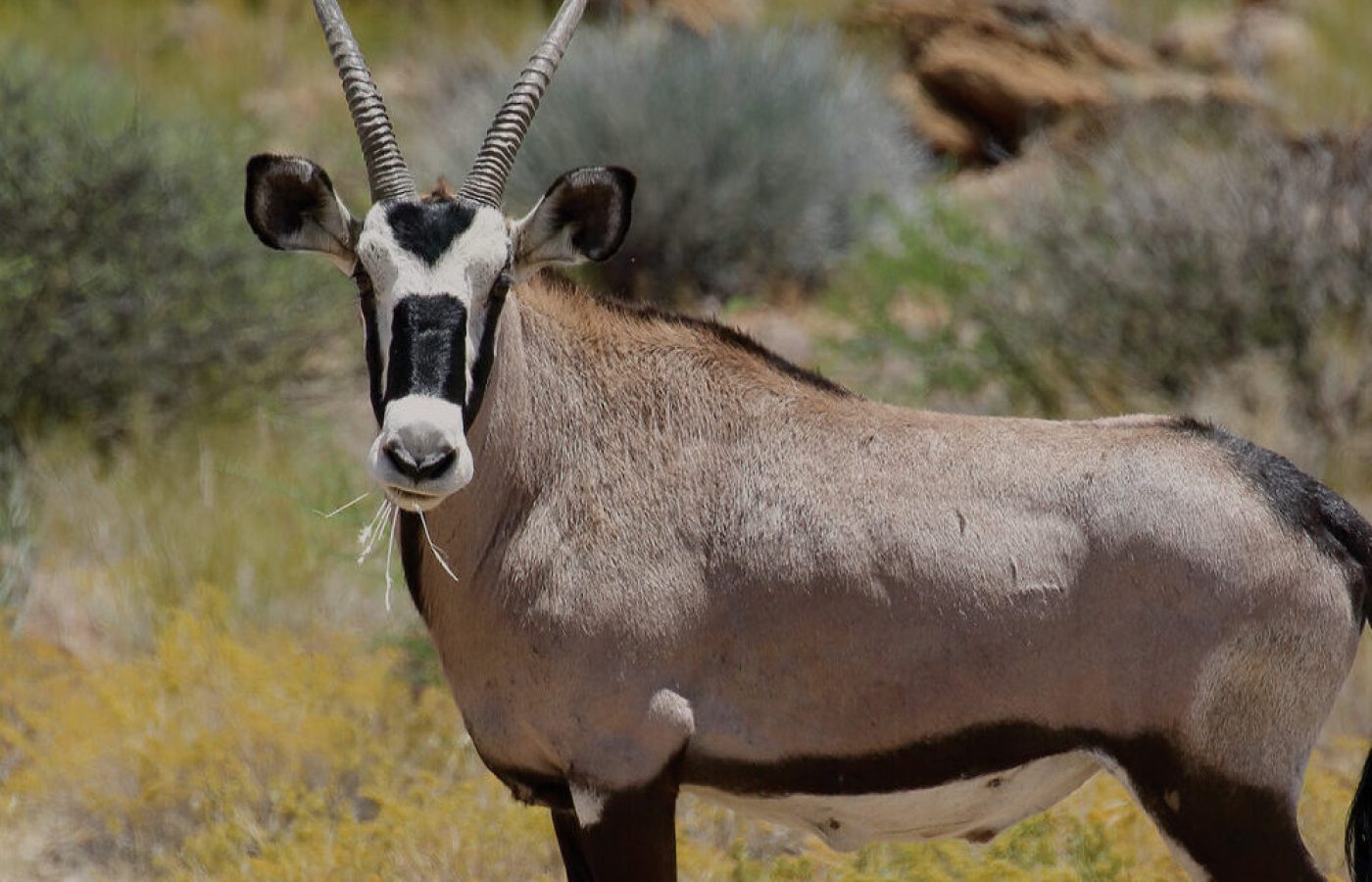 wine tasting, river rafting on the Orange River, 4×4 trailing and cycling through the scenic vineyards of the Upington region, visiting the powerful Augrabies Falls National Park, the Kgalagadi Transfrontier Park with the Big 5 and the Tortoise Wild Flower Nature Reserve